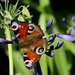 Peacock Flutterby! by carole_sandford