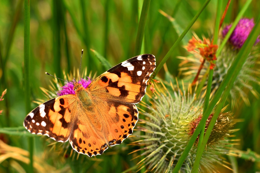 painted lady and thistles by christophercox