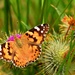 painted lady and thistles by christophercox