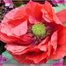 The last of the poppies by beryl