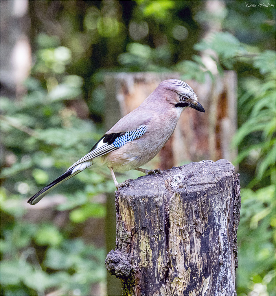 Jay by pcoulson