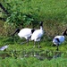   Spoonbill Visiting The Ibis ~    by happysnaps