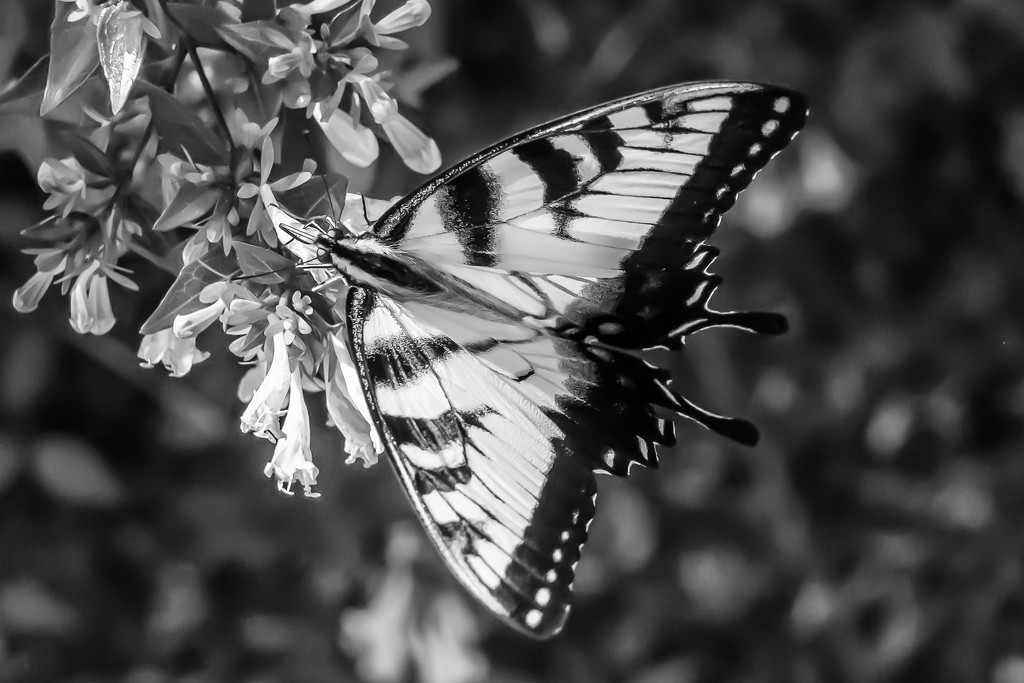 butterfly in b&w by jernst1779