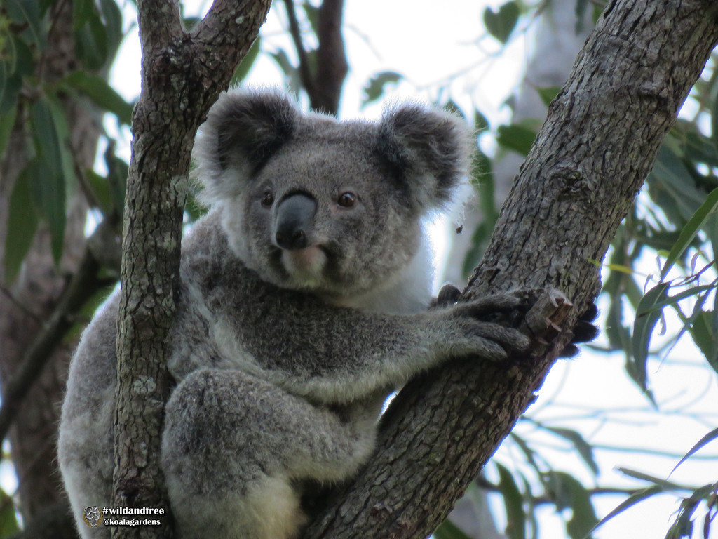 counting koalas by koalagardens