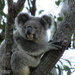 counting koalas by koalagardens