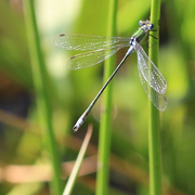 30th Jul 2019 - by the pond