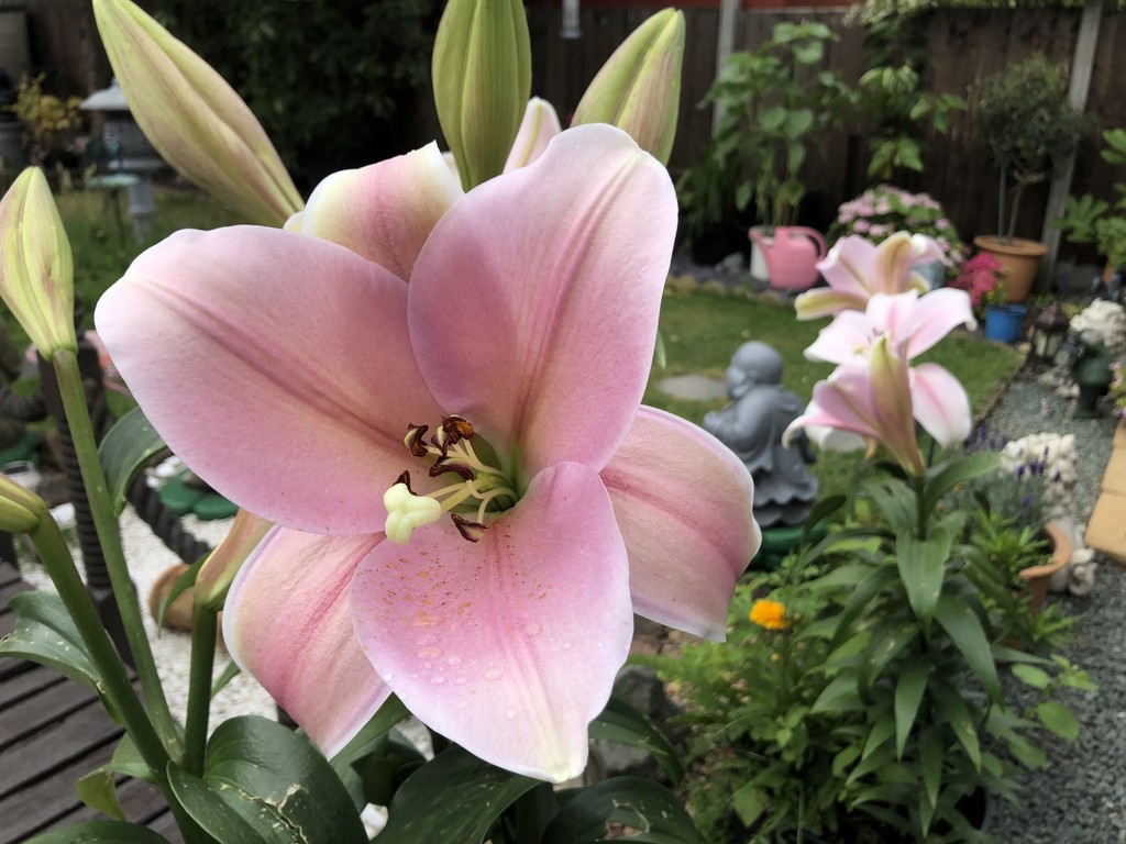 Beautiful Lillies by bizziebeeme
