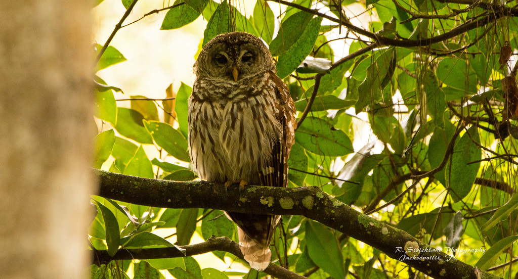 Barred Owl Getting Ready for Night Time! by rickster549