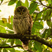 Barred Owl Getting Ready for Night Time! by rickster549