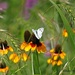Checkered White Butterfly on Coneflower by grannysue