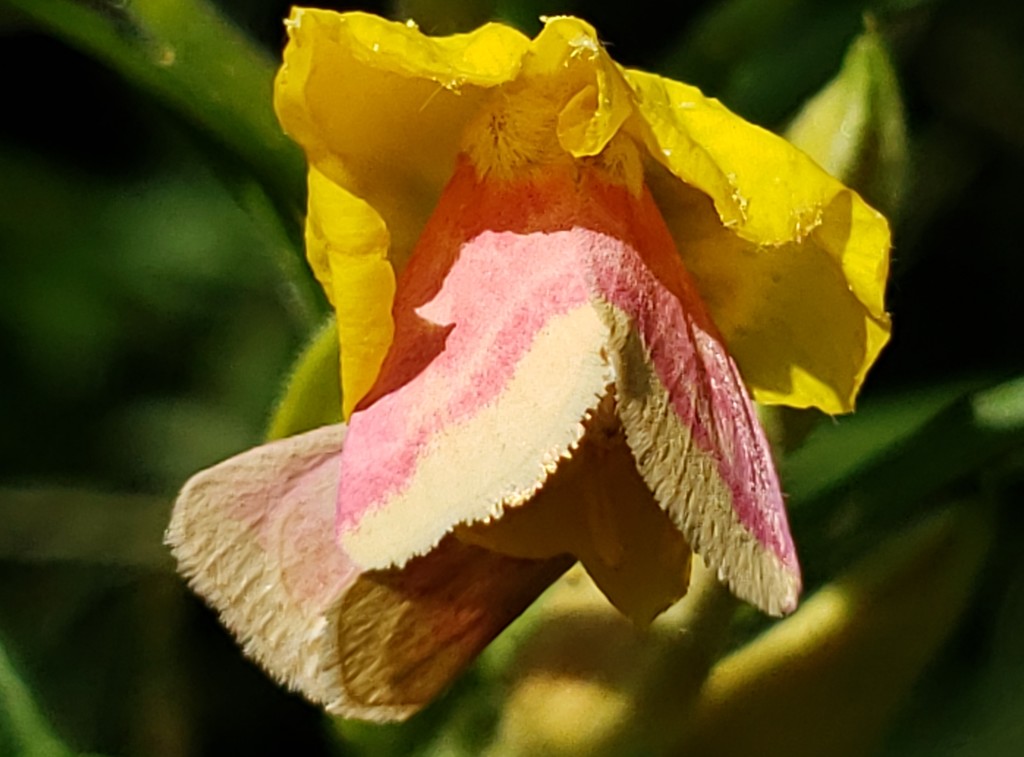 Primrose Moth by waltzingmarie