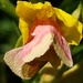 Primrose Moth by waltzingmarie