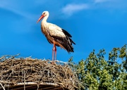 2nd Aug 2019 - A Stork standing tall