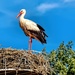 A Stork standing tall by ludwigsdiana