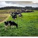 View from the Office...Happy Cows... by julzmaioro