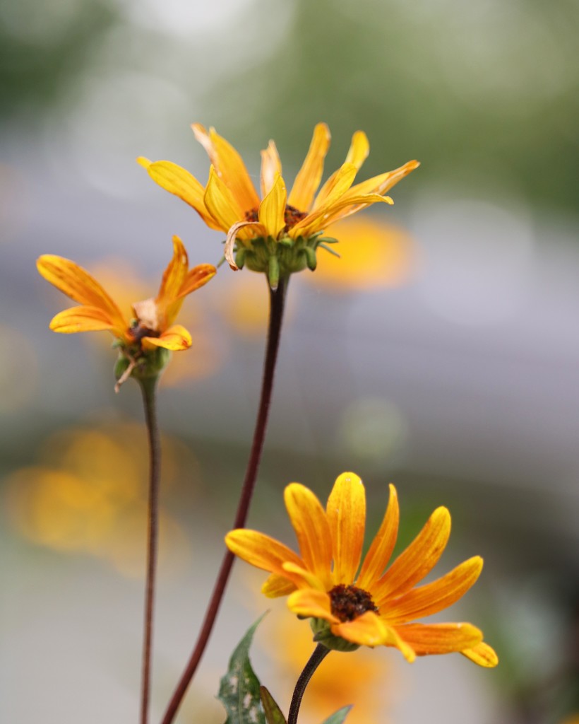 August 1: Coreopsis by daisymiller