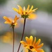 August 1: Coreopsis by daisymiller