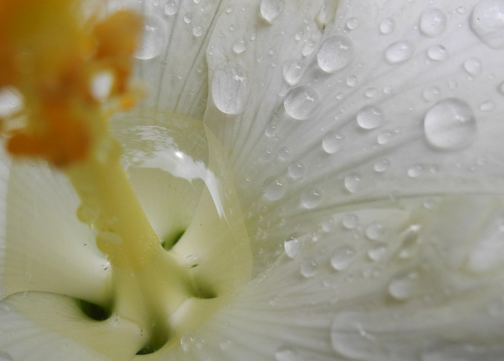 rain on Hibiscus by marijbar