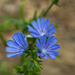 Common Chicory by mgmurray
