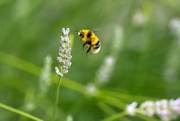 2nd Aug 2019 - Buzzing Bee
