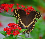 2nd Aug 2019 - Palamedes swallowtail butterfly