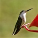 Female Ruby-throated Hummingbird  by radiogirl