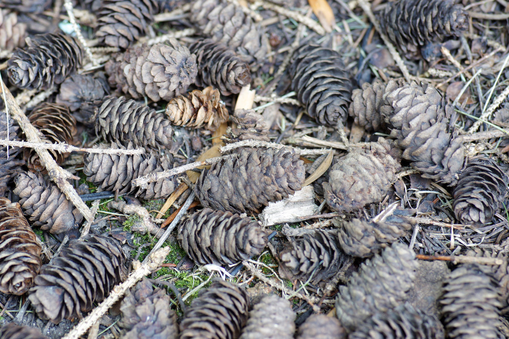 Pine Cones by larrysphotos