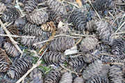 2nd Aug 2019 - Pine Cones