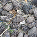 Pine Cones by larrysphotos