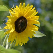 2nd Aug 2019 - yellow sunflower