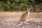 1st Aug 2019 - Wallaby