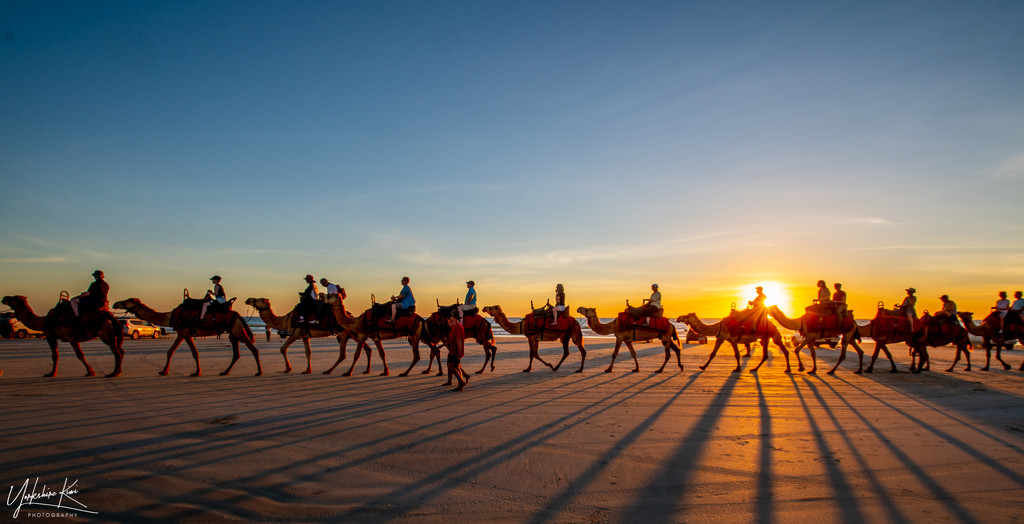 Camels at Cable Beach by yorkshirekiwi