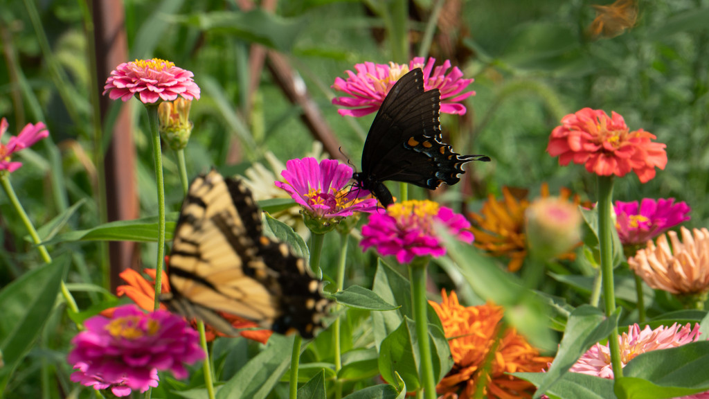 Black & yellow butterflies by randystreat