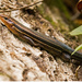Skink Trying to Get Low! by rickster549