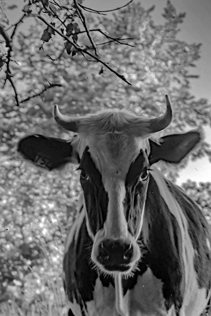 Black and White of a Black and White by farmreporter