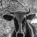 Black and White of a Black and White by farmreporter