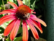 3rd Aug 2019 - Cone flower and Bee