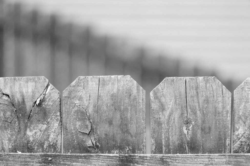 Just a fence by homeschoolmom