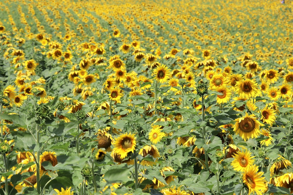 rows of smiles by edorreandresen