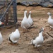 Our Gaggle of Geese. by kgolab
