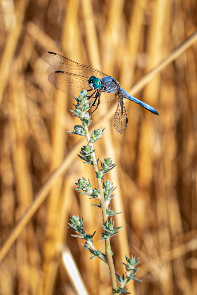 Blue dragonfly by lindasees