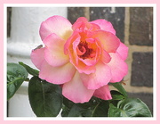 3rd Aug 2019 - A Church garden rose after severe pruning.