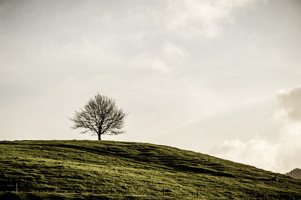 Lone Tree by nickspicsnz