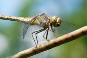 3rd Aug 2019 - COMMON DARTER UP CLOSE