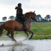 running horse by marijbar