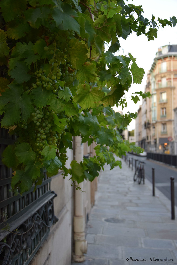 Parisian vine by parisouailleurs