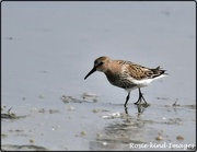 2nd Aug 2019 - Some kind of sandpiper? It's a dunlin