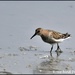 Some kind of sandpiper? It's a dunlin by rosiekind