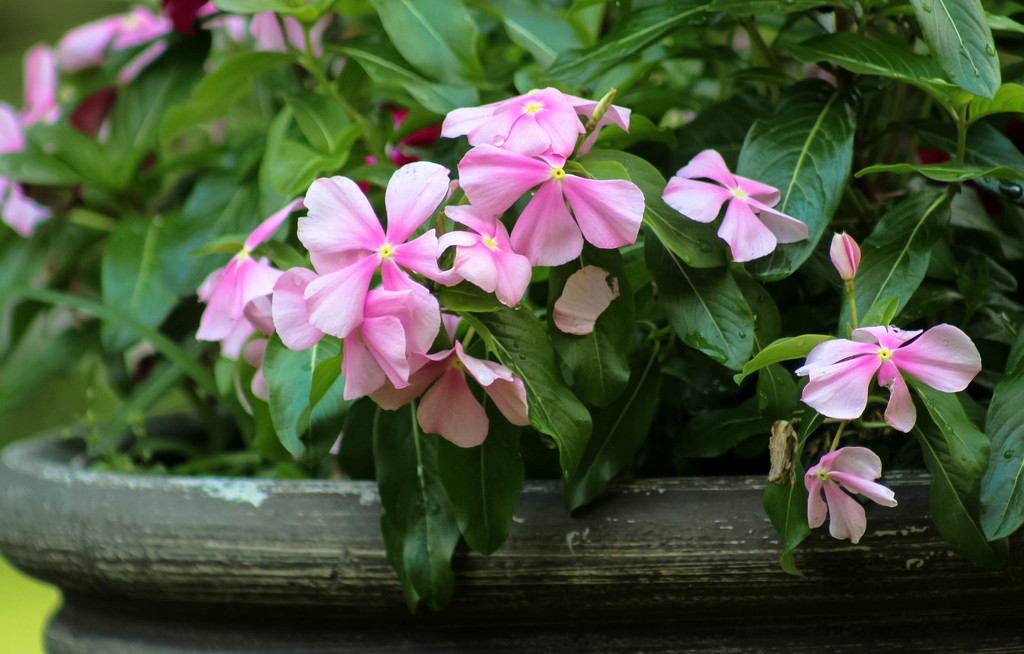 Pretty pink flowers by mittens