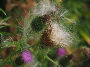 3rd Aug 2019 - Thistle